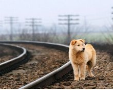 In libreria “Il mio cane del Klondike” di Romana Petri: la storia di un gigante buono