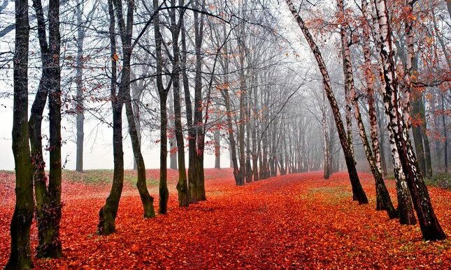 “Novembre” di Vincenzo Cardarelli: una poesia simile a un pianto