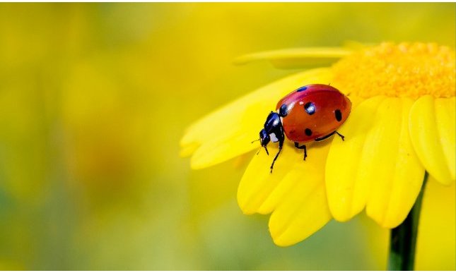 Coccinella: perché si dice porti fortuna?