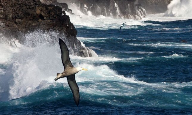 “L'albatros” di Charles Baudelaire: testo, analisi, significato