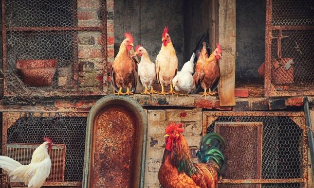 “Galline” di Giovanni Pascoli: l'autunno contadino in poesia