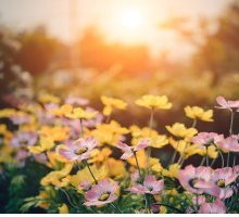 “Marzo”: la poesia di Vincenzo Cardarelli che celebra la primavera