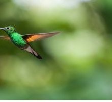 “Colibrì”: analisi e significato della più bella poesia di Raymond Carver