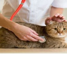 Test Veterinaria 2018: libri per prepararsi e a cosa fare attenzione