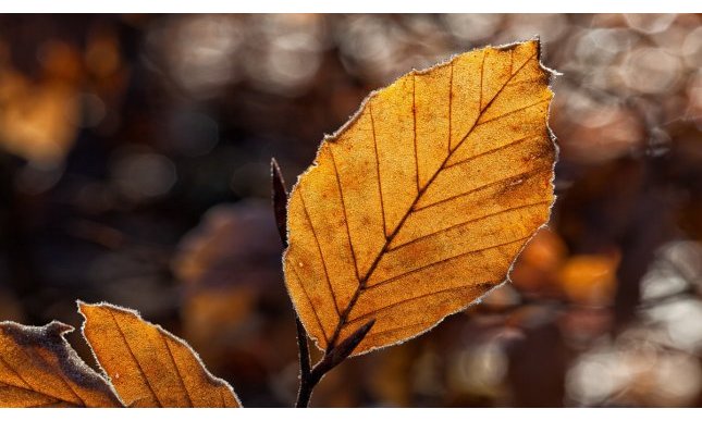 “Ogni bella giornata di novembre”: il carpe diem nella poesia di Patrizia Cavalli