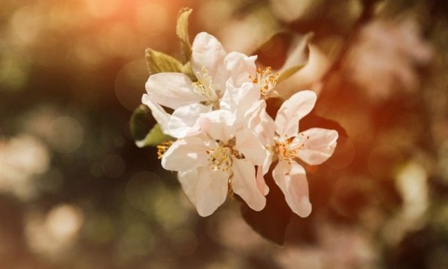 “Primavera classica” di Giosuè Carducci: una poesia d'amore