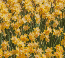 “Narcisi” (Daffodils): testo, traduzione e analisi della poesia di Wordsworth