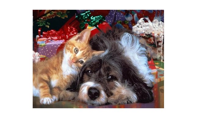 6 Libri con cani e gatti da leggere e regalare a Natale