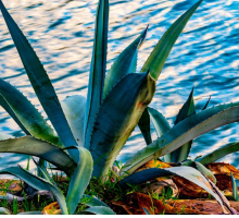 L'agave sullo scoglio di Eugenio Montale: analisi e parafrasi della simulazione di maturità 2019