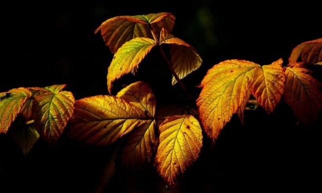 “Fall, Leaves, Fall”: la poesia autunnale di Emily Brontë