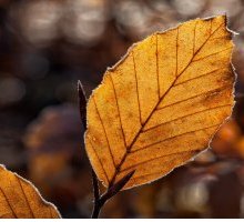 “Ogni bella giornata di novembre”: il carpe diem nella poesia di Patrizia Cavalli