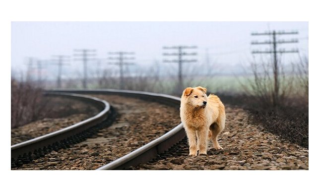 In libreria “Il mio cane del Klondike” di Romana Petri: la storia di un gigante buono