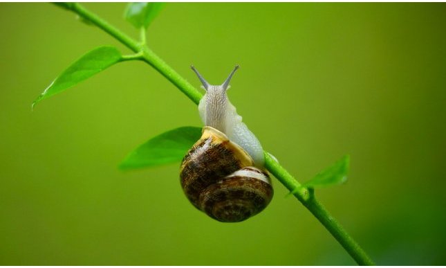 Lumaca e chiocciola non sono sinonimi