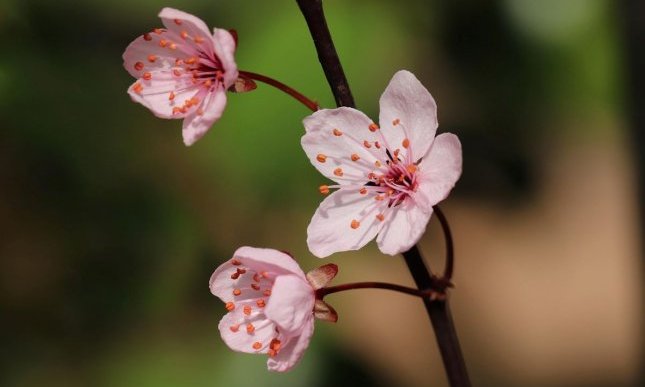  “Primavera” di Gianni Rodari: una filastrocca ambientalista