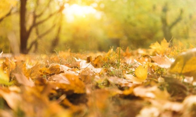 “Foglie gialle” di Trilussa: una malinconica filastrocca d'autunno