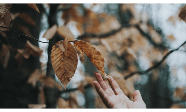 “Il testamento di un albero” di Trilussa: una poesia sul ciclo della vita