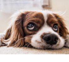 Giornata mondiale amanti dei cani: libri per prendersene cura