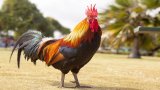 “Prendere gallo” e “fare il gallo”: origine e significato dei modi di dire