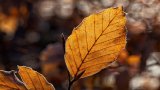 “Ogni bella giornata di novembre”: il carpe diem nella poesia di Patrizia Cavalli